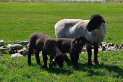 Schafe am Elbdeich